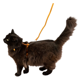 Harnais en Cuir Véritable pour Chat avec Laisse – Élégant, Sûr & Confortable
