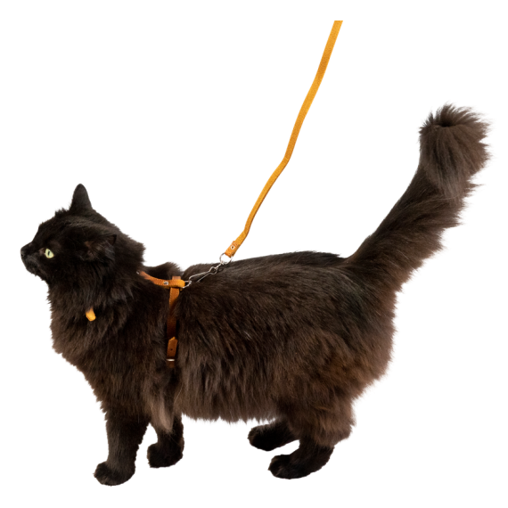 Harnais pour chat + laisse