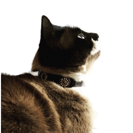 Collier en Cuir & perle Artisanal pour Chat – Fait Main avec une sécurité