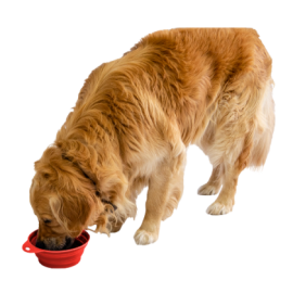 Gamelle Pliable pour Chien et Chat | Bol de Voyage Compact & Léger