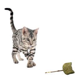 Jouet naturel pour chat – matatabi et catnip stimulants