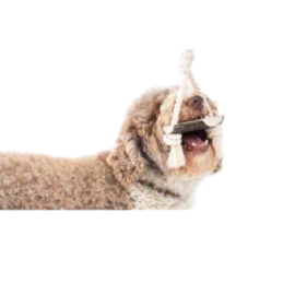 Jouet Naturel en Bois de Cerf pour Chien