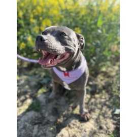 Bandana réversible fait main pour chien et chat – fabrication française