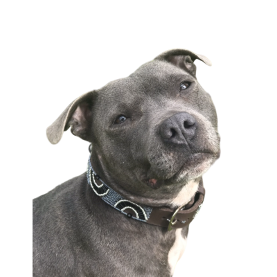 Colliers Artisanaux en Cuir pour Chiens – Faits Main, Perles Authentiques & Doublure Confort