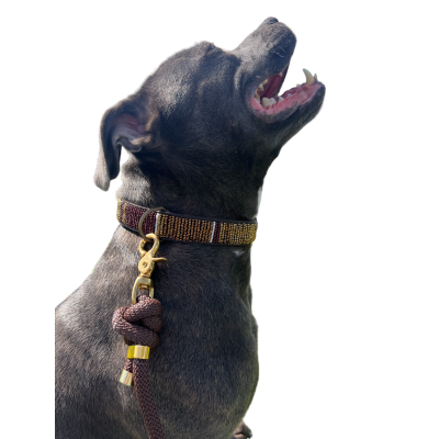 Colliers Artisanaux en Cuir pour Chiens – Faits Main, Perles Authentiques & Doublure Confort Colliers Artisanaux en Cuir pour Chiens – Faits Main, Perles Authentiques & Doublure Confort