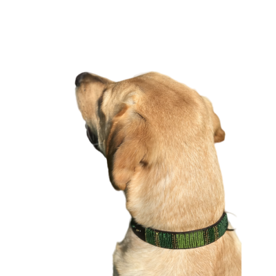 Colliers Artisanaux en Cuir pour Chiens – Faits Main, Perles Authentiques & Doublure Confort Colliers Artisanaux en Cuir pour Chiens – Faits Main, Perles Authentiques & Doublure Confort