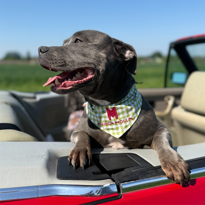 Bandana réversible fait main pour chien et chat – fabrication française