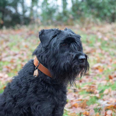 Répulsif ultrasons anti-tiques et anti-puces pour chien