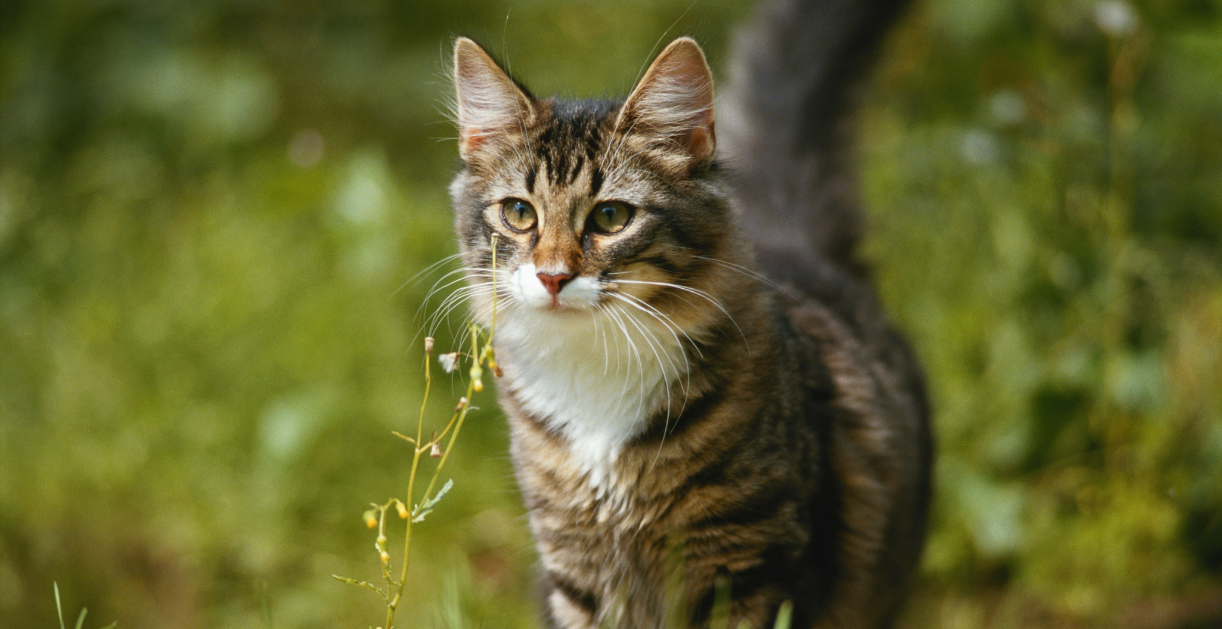 Mon chat est en surpoids : comment l’aider sans le frustrer ?